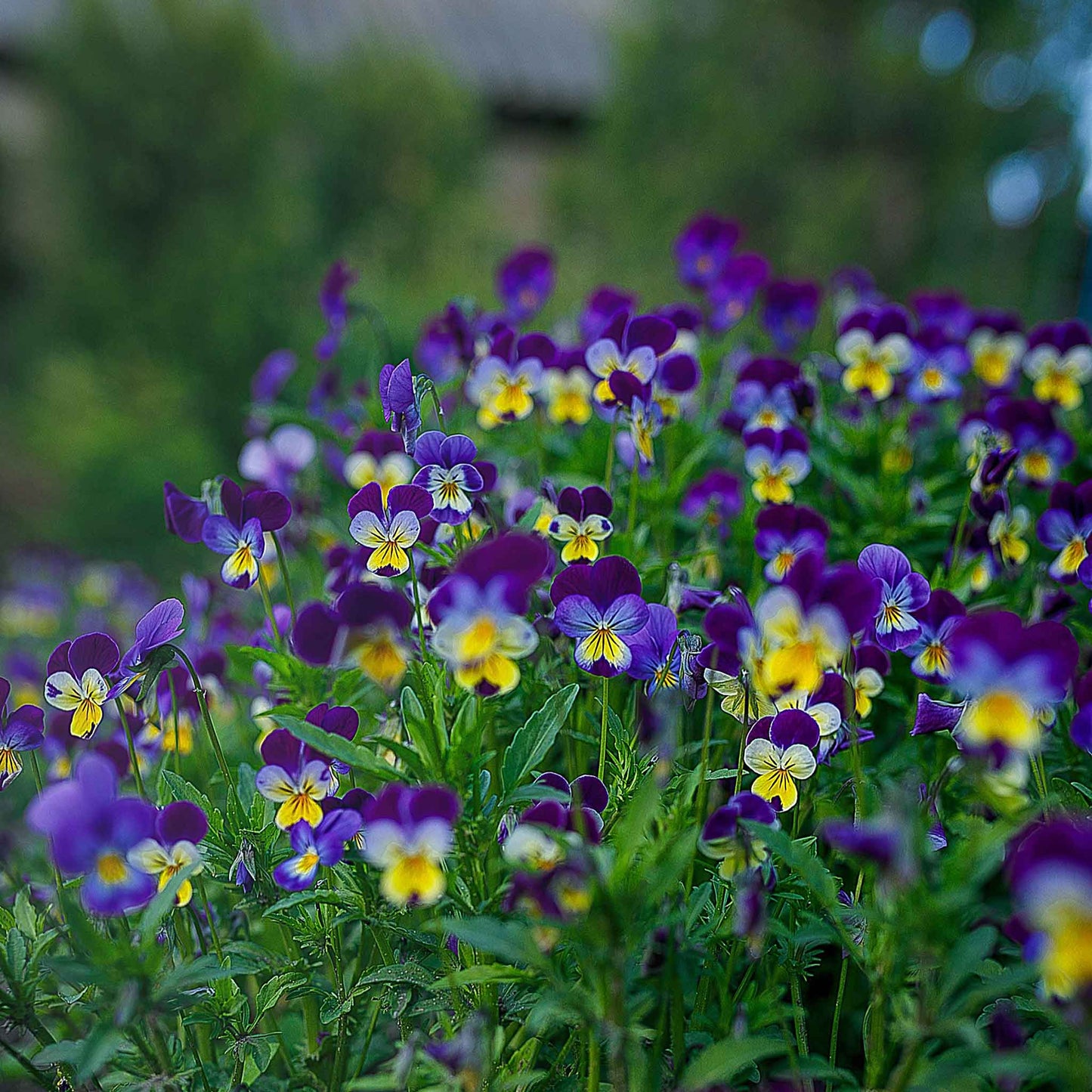 Johnny jump up small purple and yellow blooms with green leaves on a blurred backdrop.