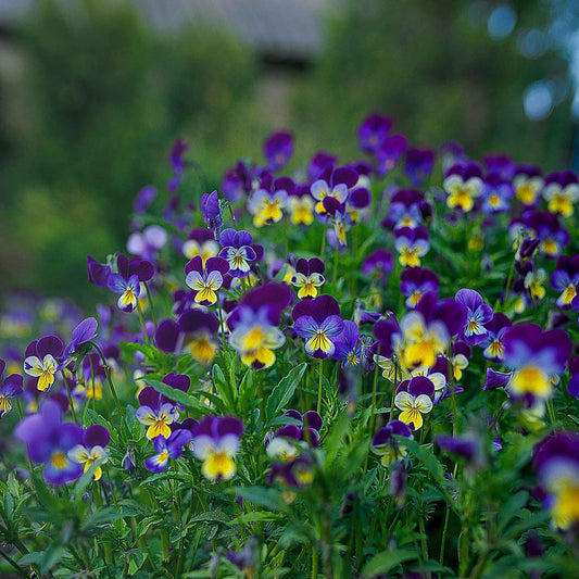Johnny jump up small purple and yellow blooms with green leaves on a blurred backdrop.
