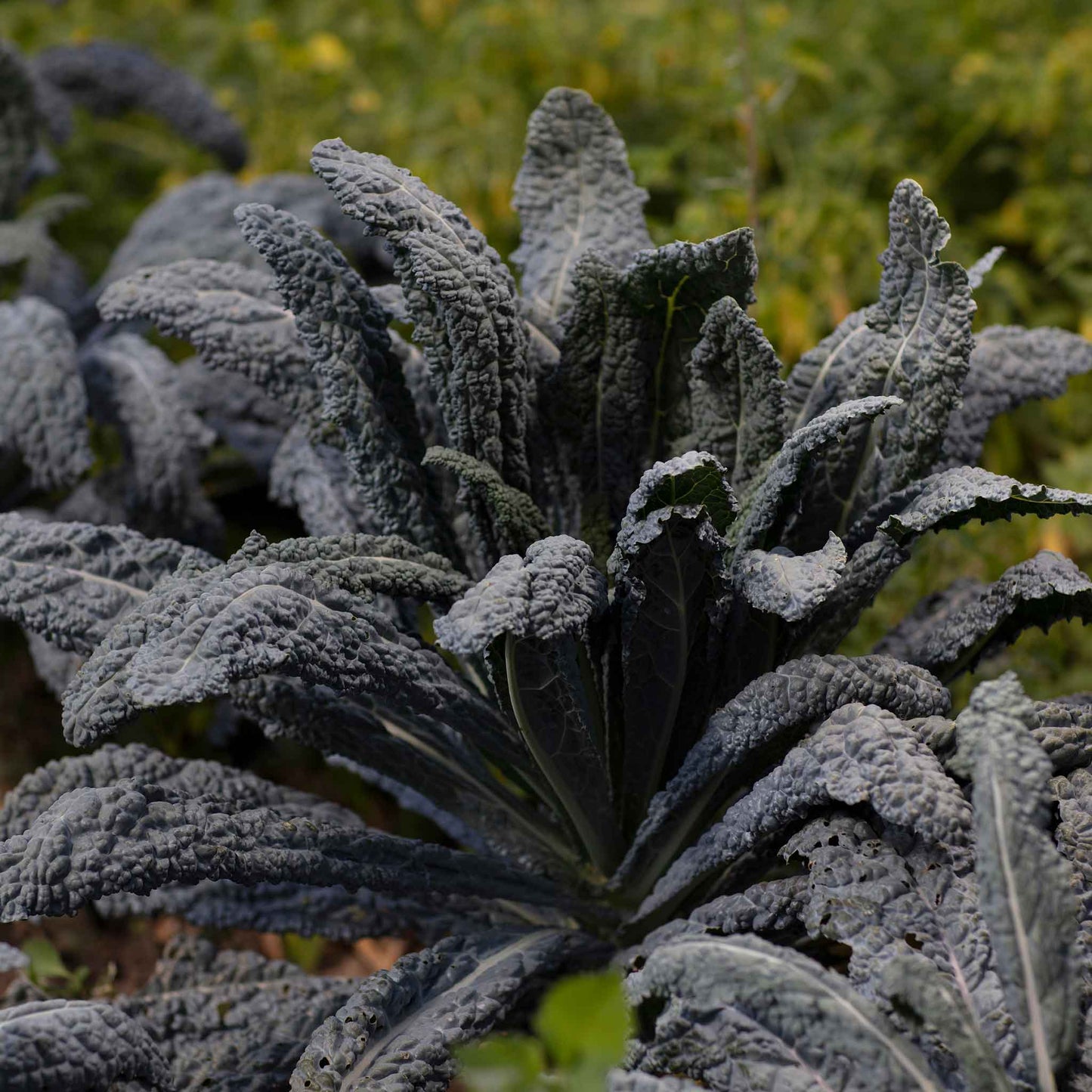 A close-up shot of green and dark purple Black Magic kale leaves on a blurred background.
