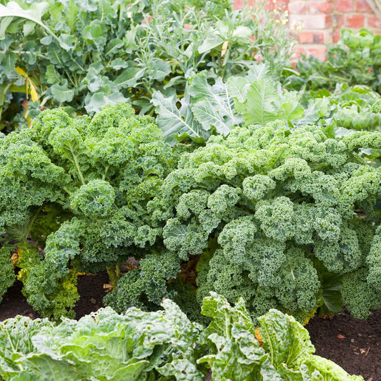 A vibrant, green bunch of Blue Curled Scotch / Vates kale.