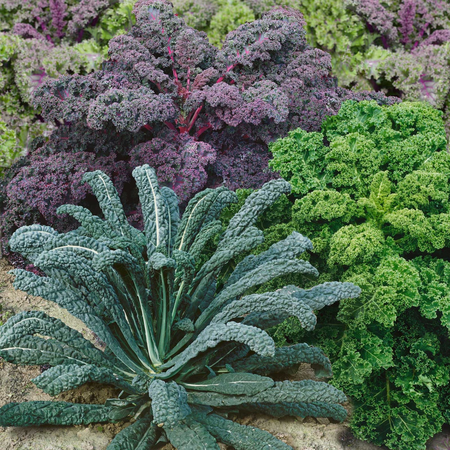 Various kale leaves in shades of green, with some hints of purple, arranged in a vibrant Garden Blend mix.