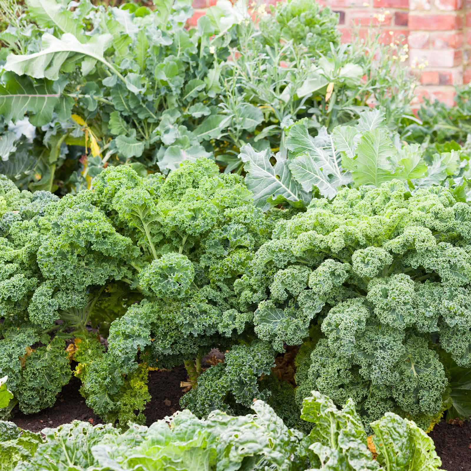 A vibrant, green bunch of Blue Curled Scotch / Vates kale.