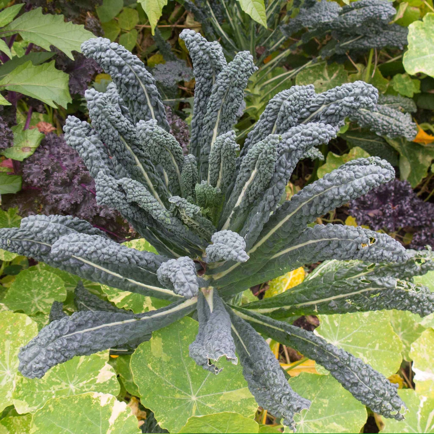 A close-up of a bunch of deep green Lacinato kale leaves, showcasing their distinct bumpy texture.