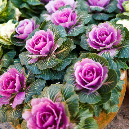 Kale ornamental crane pink bright pink ruffled leaves with a white center in a garden bed.
