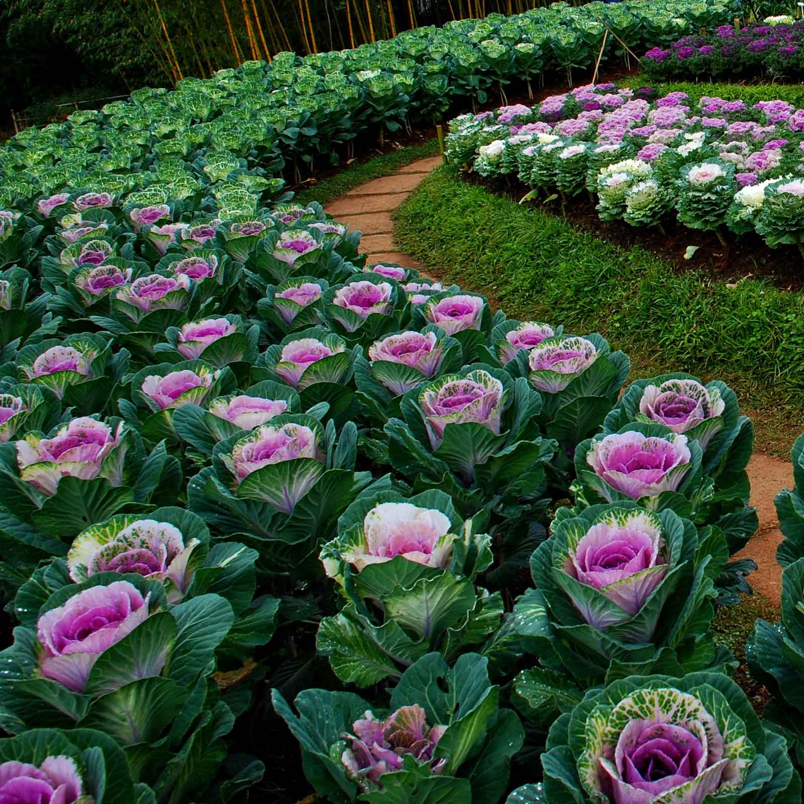 Kale ornamental crane pink dense pink ruffled leaves massed in a dark green garden border.