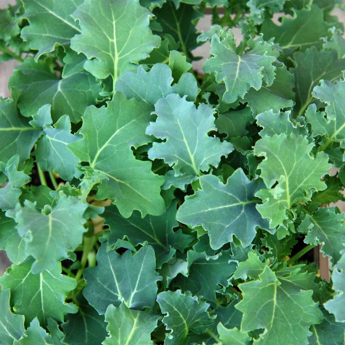 A close-up of vibrant green Premier kale leaves with ruffled edges, showing the texture and freshness of the plant.