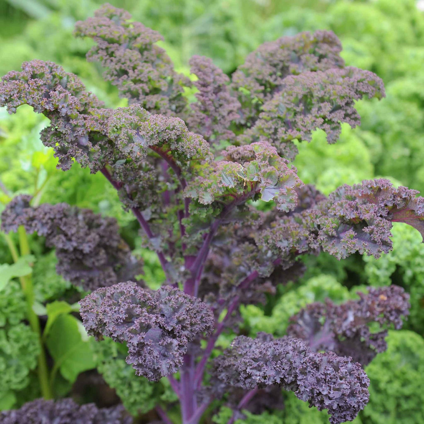 A close-up of a vibrant scarlet kale plant with ruffled, dark red and green leaves.