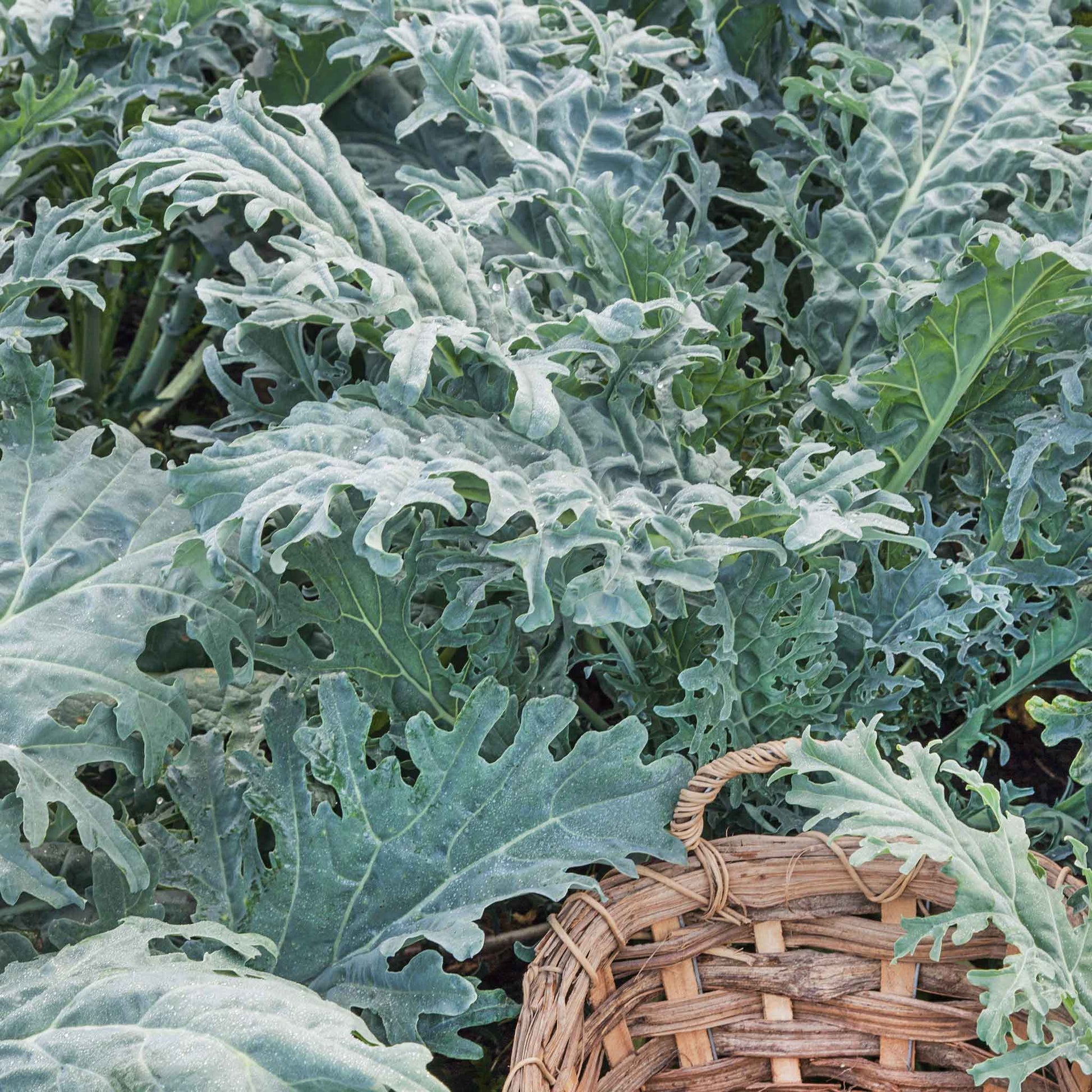 A close-up of a vibrant White Russian kale plant with broad, crinkled leaves, ready for harvest.