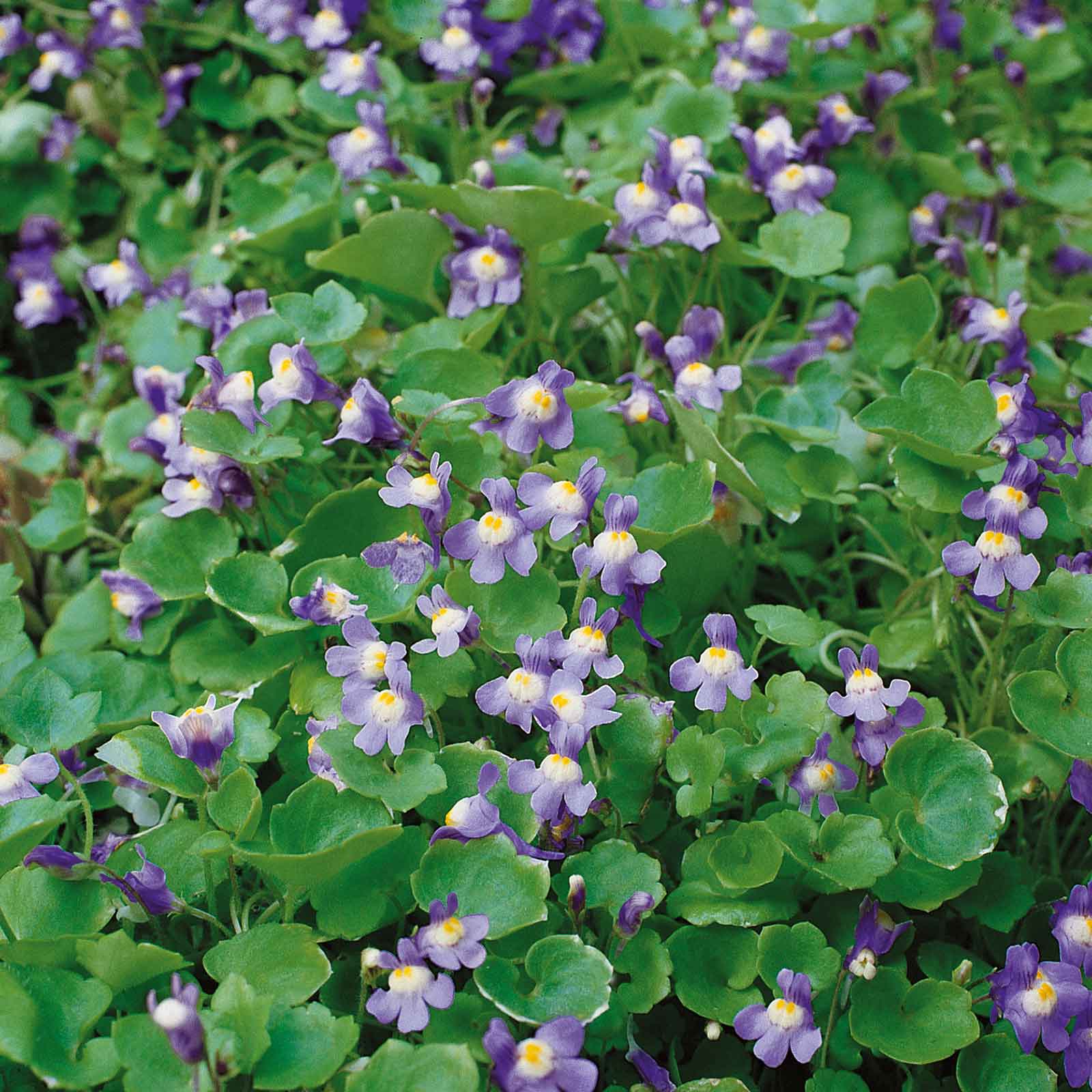 Kenilworth ivy tiny purple and yellow blooms nestled among heart-shaped green leaves.