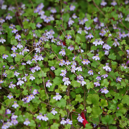 Kenilworth ivy light purple flowers with green stems and leaves on a blurred backdrop.