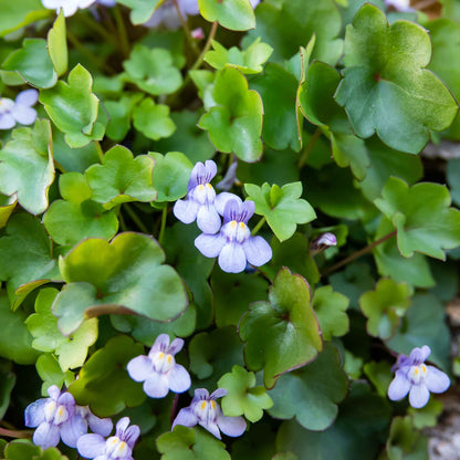 Kenilworth ivy delicate purple blooms with broad green leaves on a blurry background.