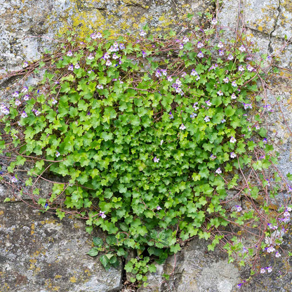 Kenilworth ivy dense green leafy mat with tiny veined leaves growing over a stone surface.