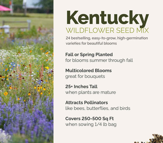 A visual overview of the wildflower seed mix, showcasing expected floral blooms.