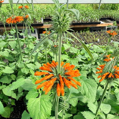 Klip Dagga Seedlings