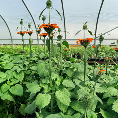 Klip Dagga Seedlings