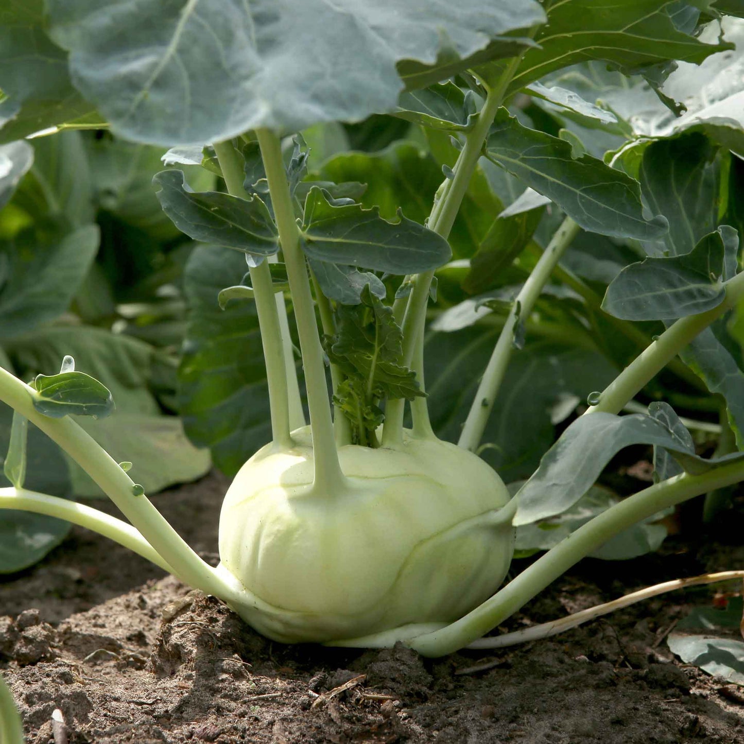 White Vienna kohlrabi plant with green leaves in a garden bed, ready for harvest, vibrant and fresh.