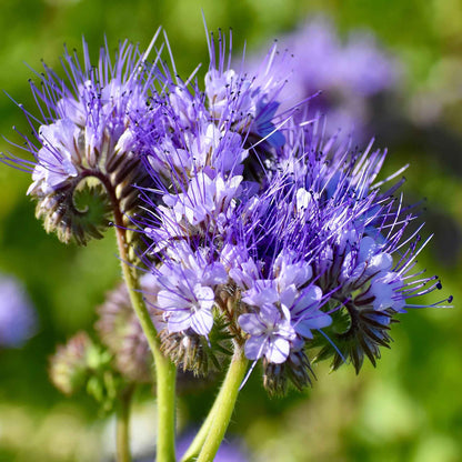 Lacy phacelia purple bloom with curled stamens on a soft blurred green backdrop.
