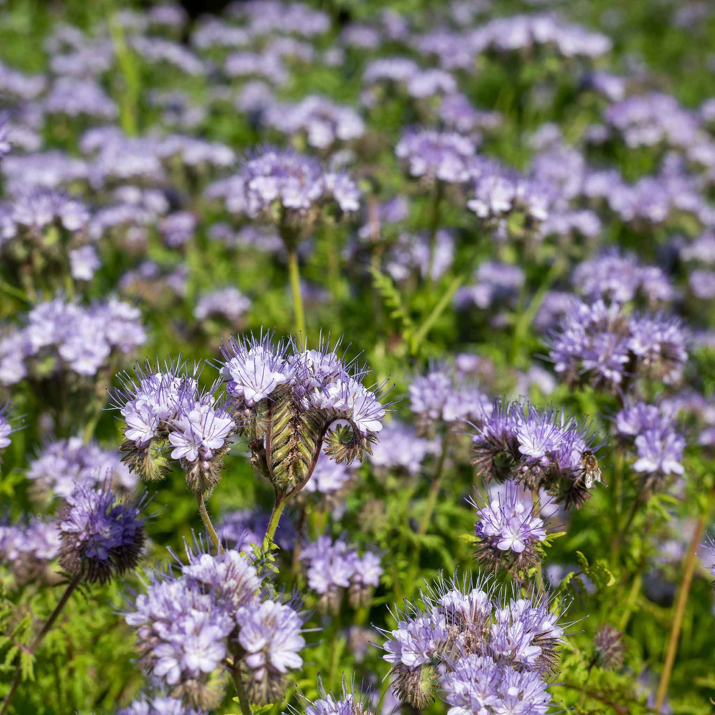 Lacy phacelia dense cluster of purple coiled blooms against a blurred green backdrop.