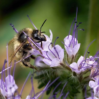 Lacy phacelia small purple blooms with a bee visiting against a soft blurred backdrop.