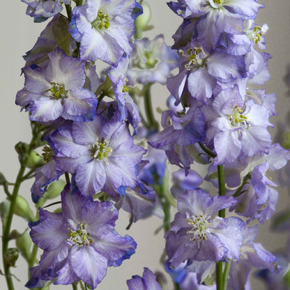 Purple and white larkspur fancy purple picotee flowers against a blurred grey background.
