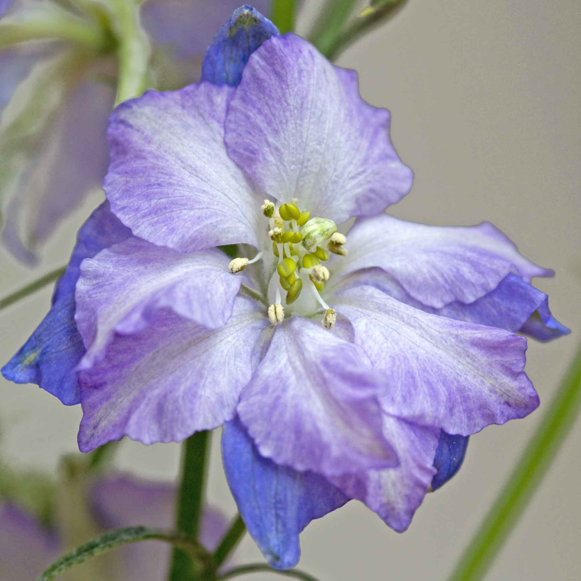 Purple larkspur fancy purple picotee flower against a blurred grey background.
