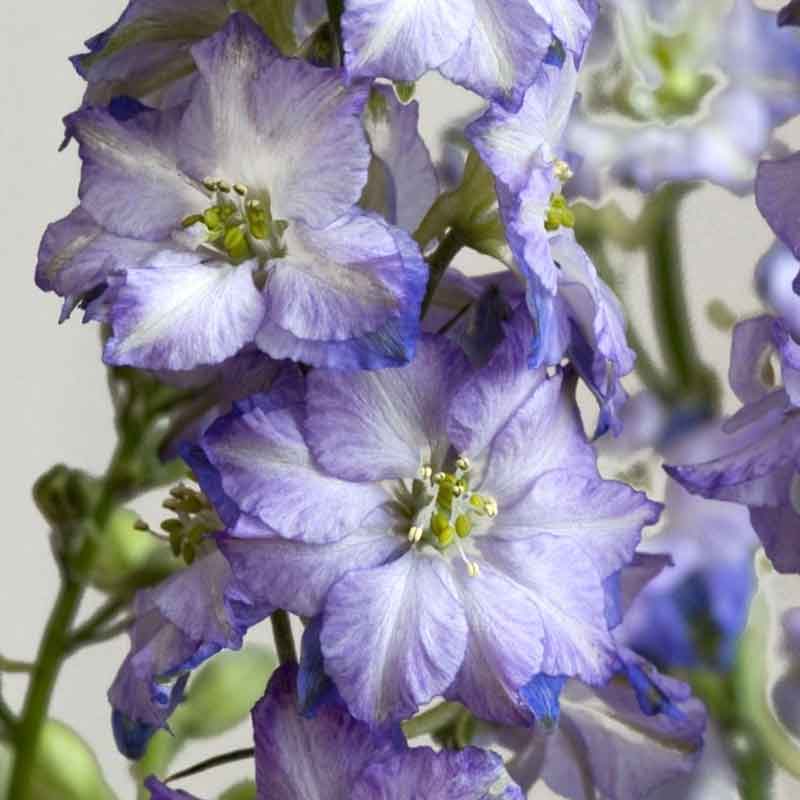 Purple and white larkspur fancy purple picotee flowers against a blurred grey background.