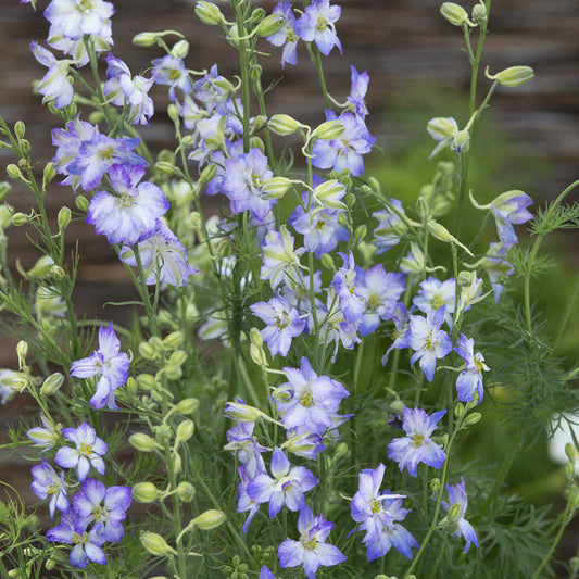 Purple and white larkspur frosted skies flowers against a blurred green background.