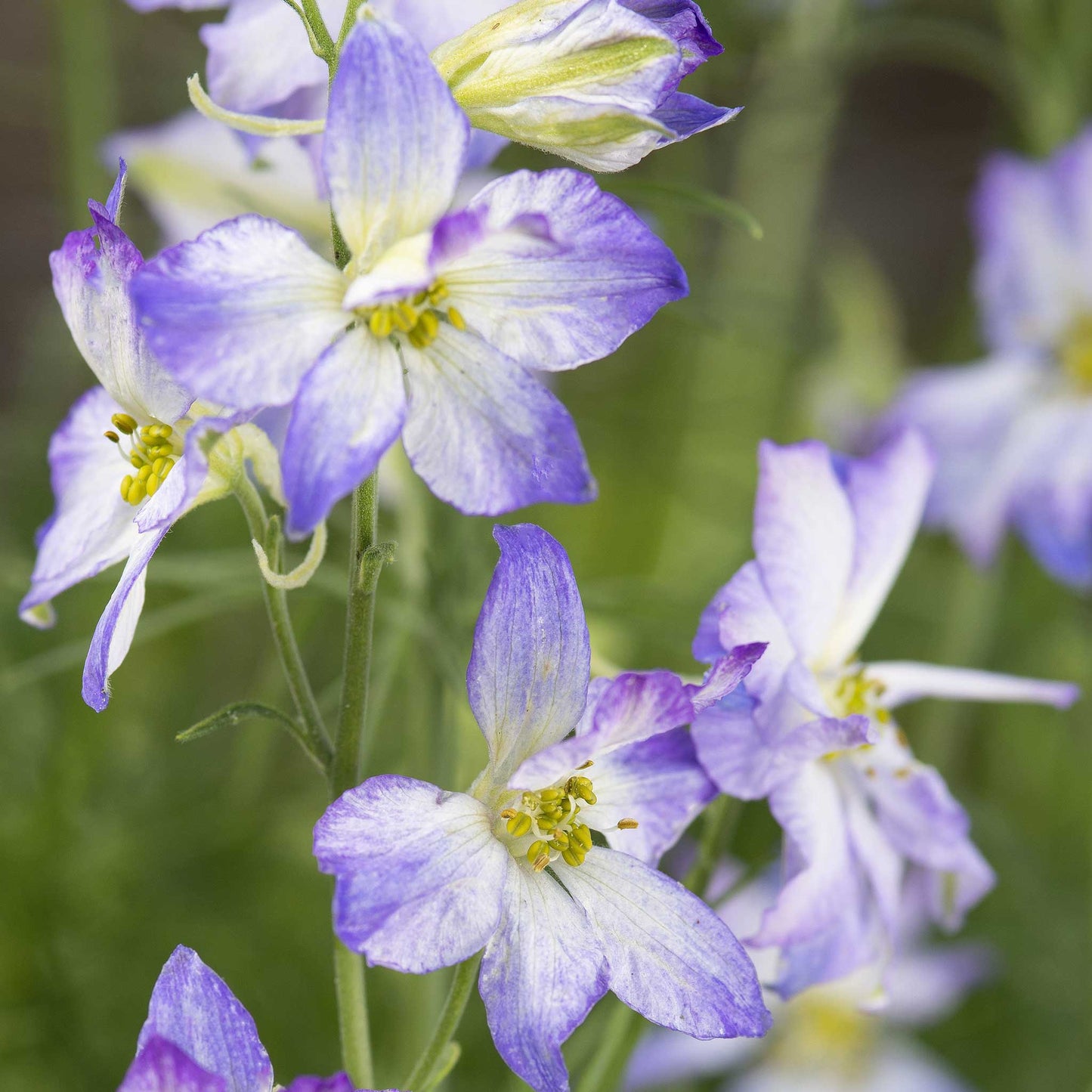 Pink, purple, and white larkspur frosted skies flowers in a bright garden setting.