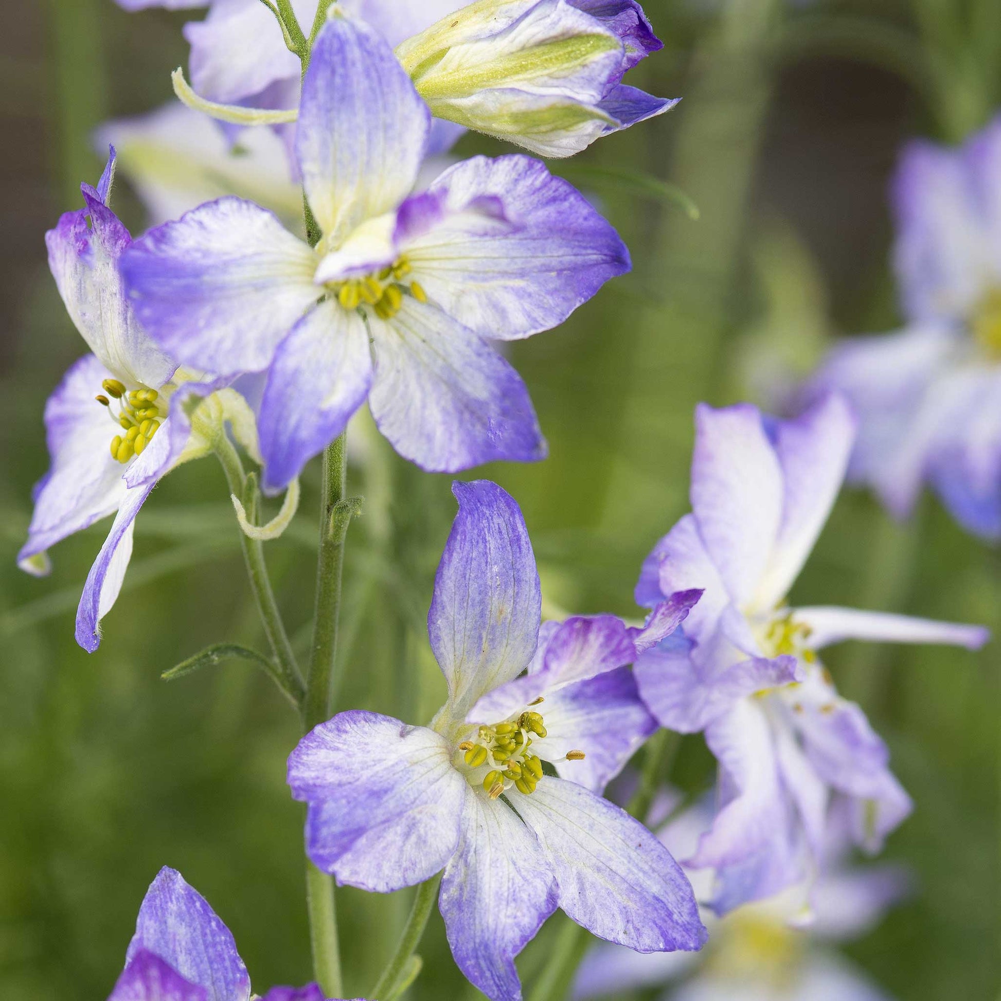 Pink, purple, and white larkspur frosted skies flowers in a bright garden setting.