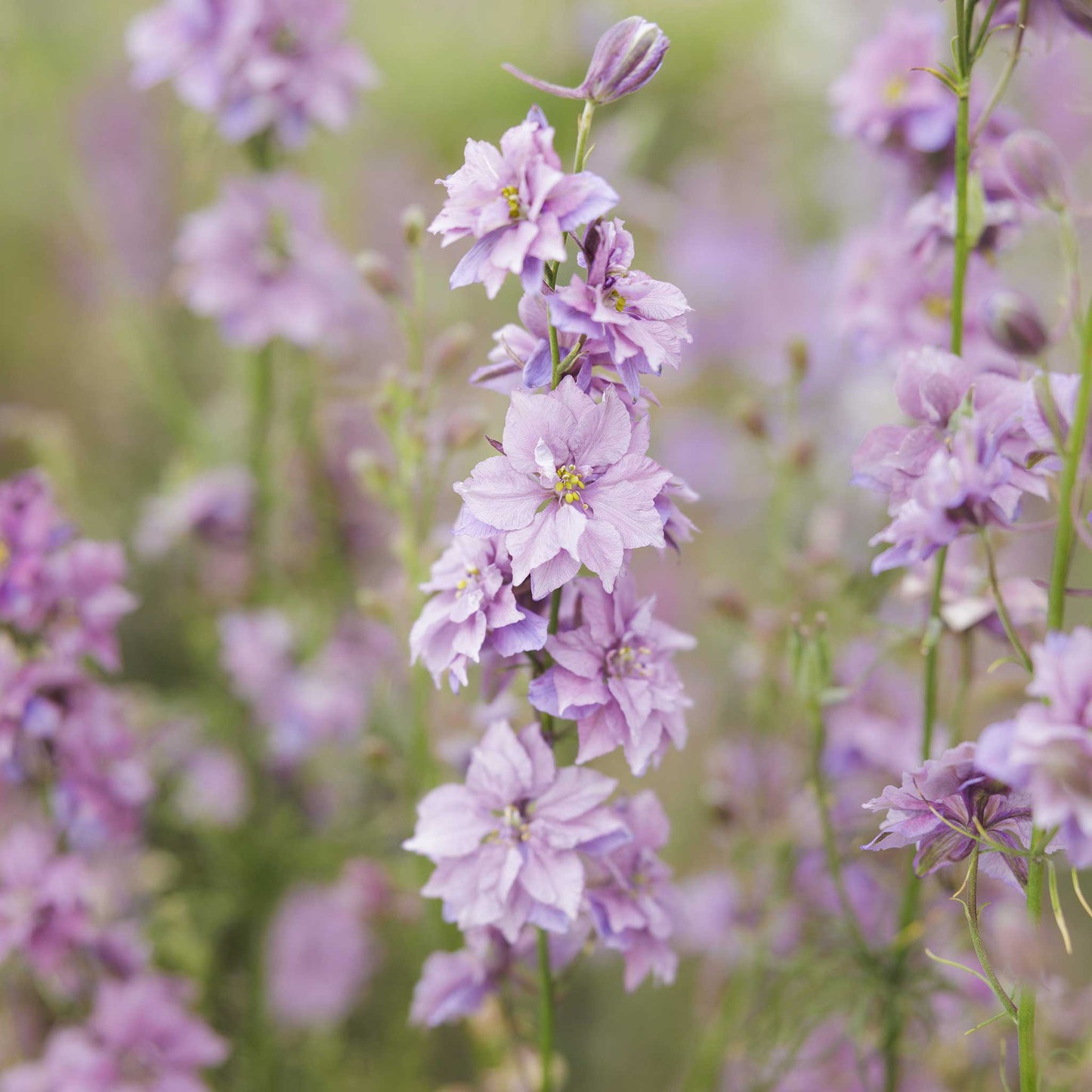 Close-up of misty lavender larkspur flowers with a blurred background