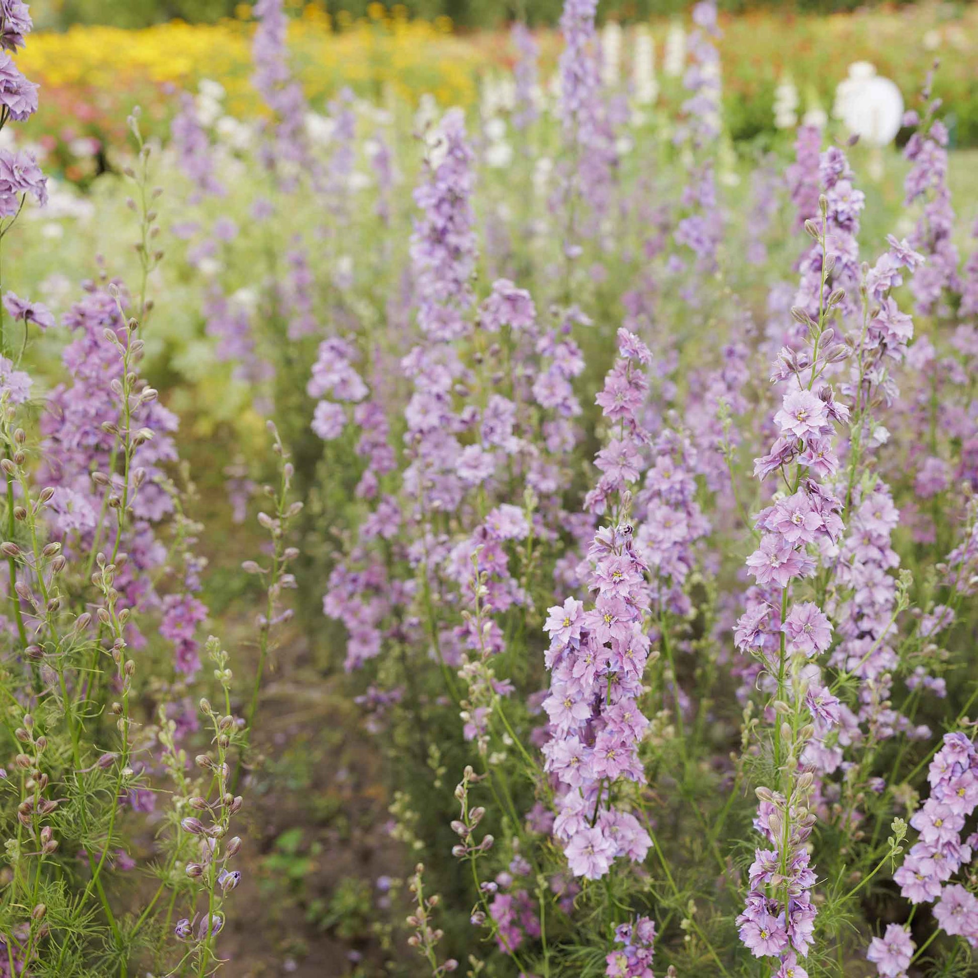 Field of misty lavender larkspur flowers with a blurred background