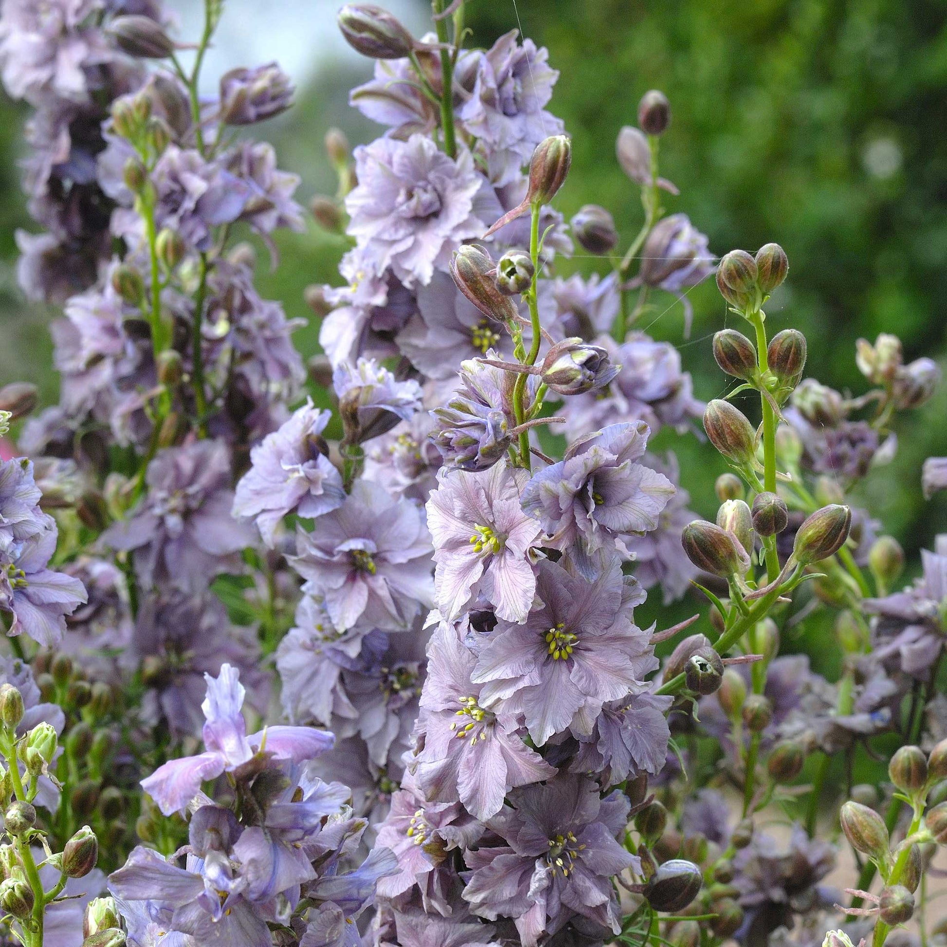 Pink larkspur misty lavender flowers on tall stems against a blurred green background.