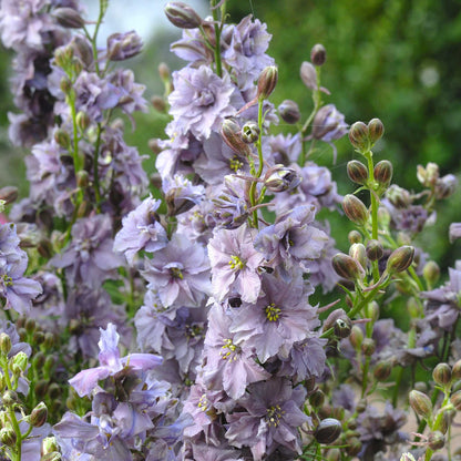 Pink larkspur misty lavender flowers on tall stems against a blurred green background.