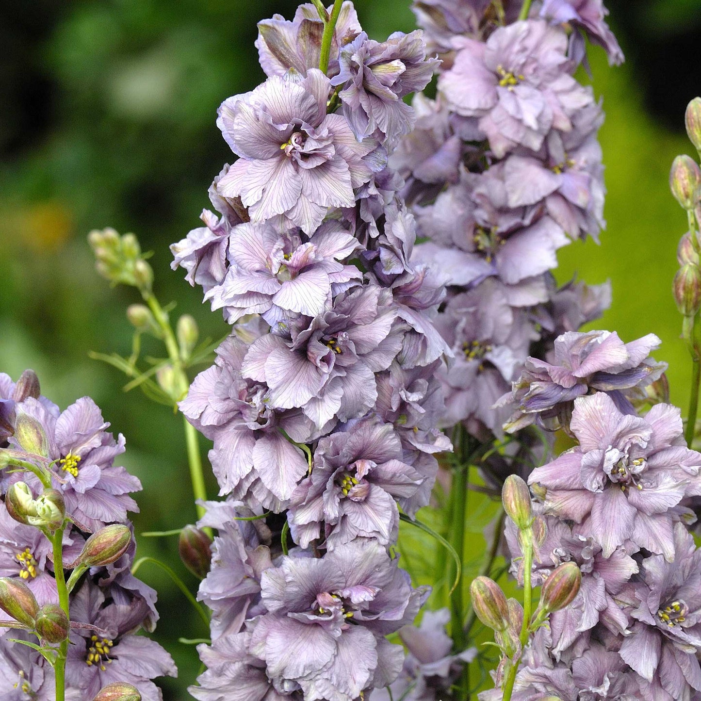 Purple and pink larkspur misty lavender flowers against a blurred green background.