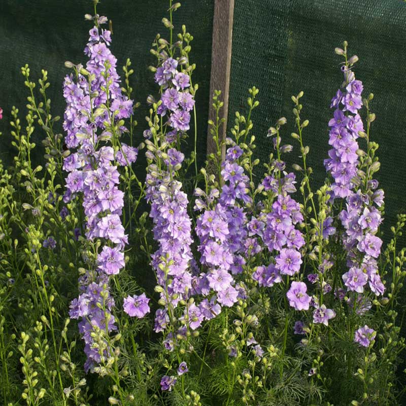 Light blue larkspur qis light blue flowers against a blurred green background.
