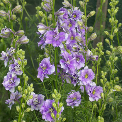 Pink larkspur qis light blue flowers against a blurred green background.