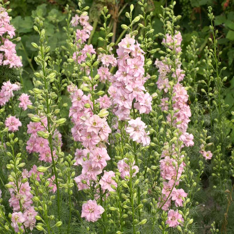Pink larkspur qis light pink flowers against a blurred green background.