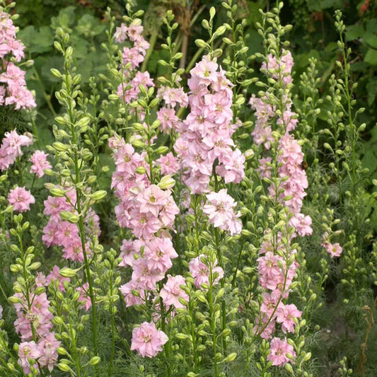 Pink larkspur qis light pink flowers against a blurred green background.
