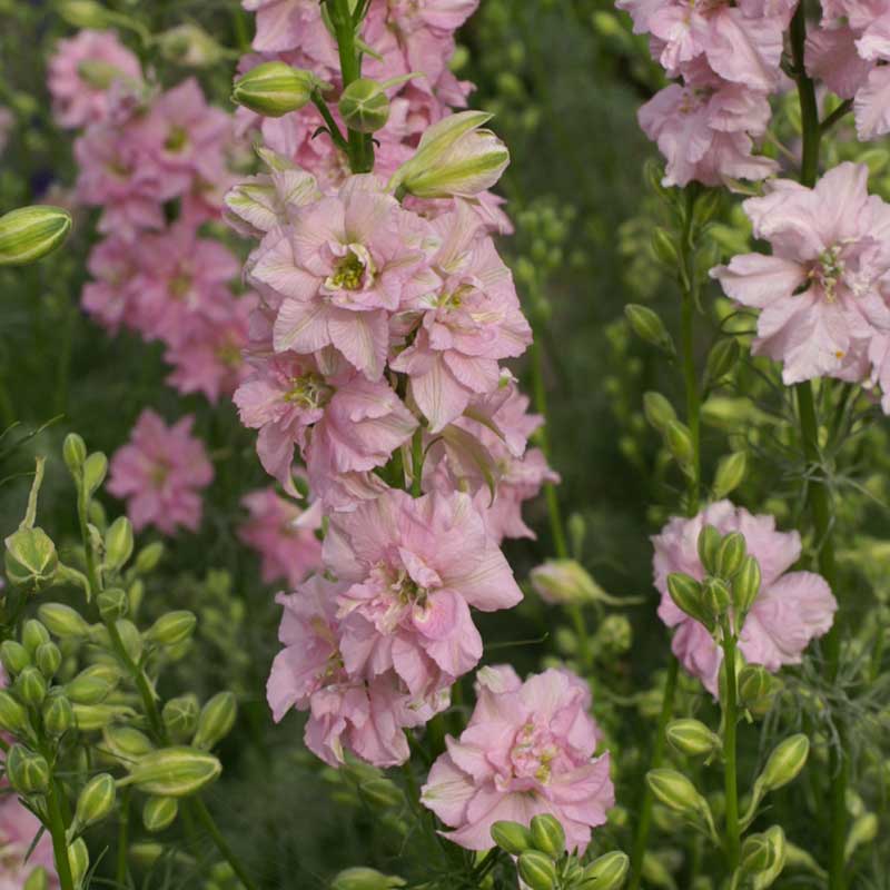 Light pink larkspur qis light pink flowers growing against a blurred green background.