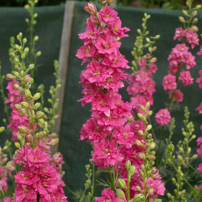 Rose pink larkspur qis rose flowers against a bright garden background.