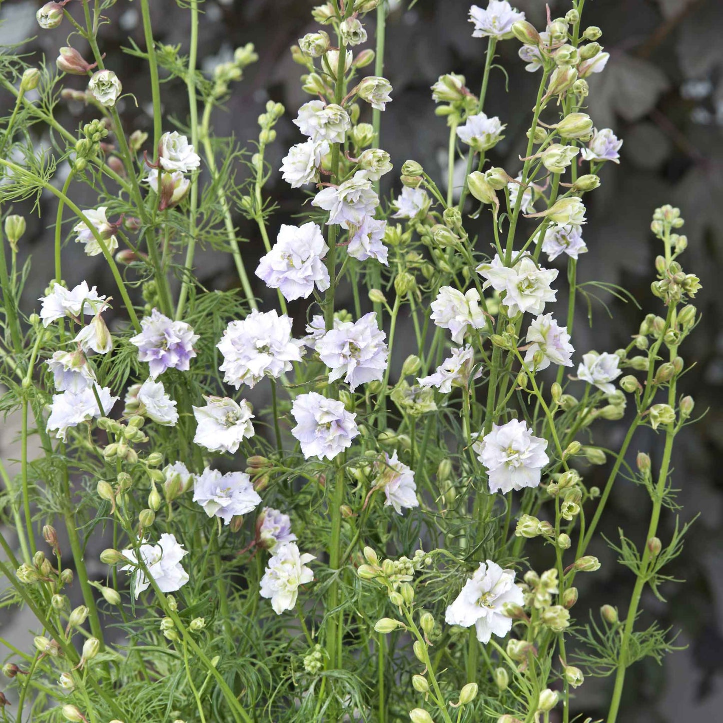 Deep purple larkspur smokey eyes flowers with white blooms against a green background.