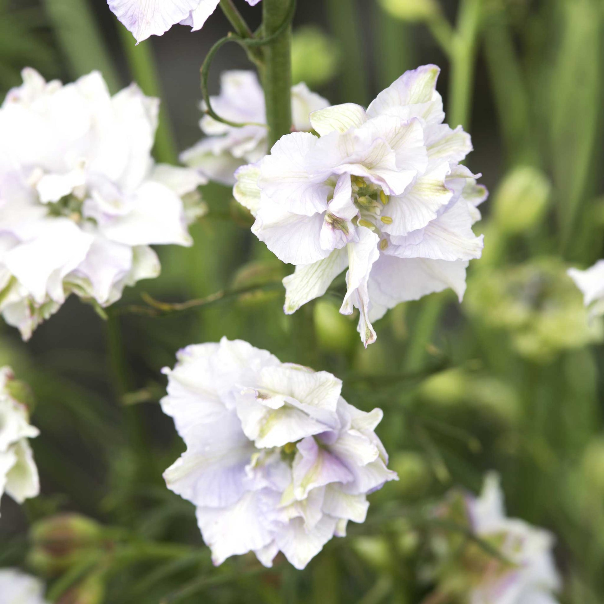 Purple larkspur smokey eyes flower against a blurred green background.