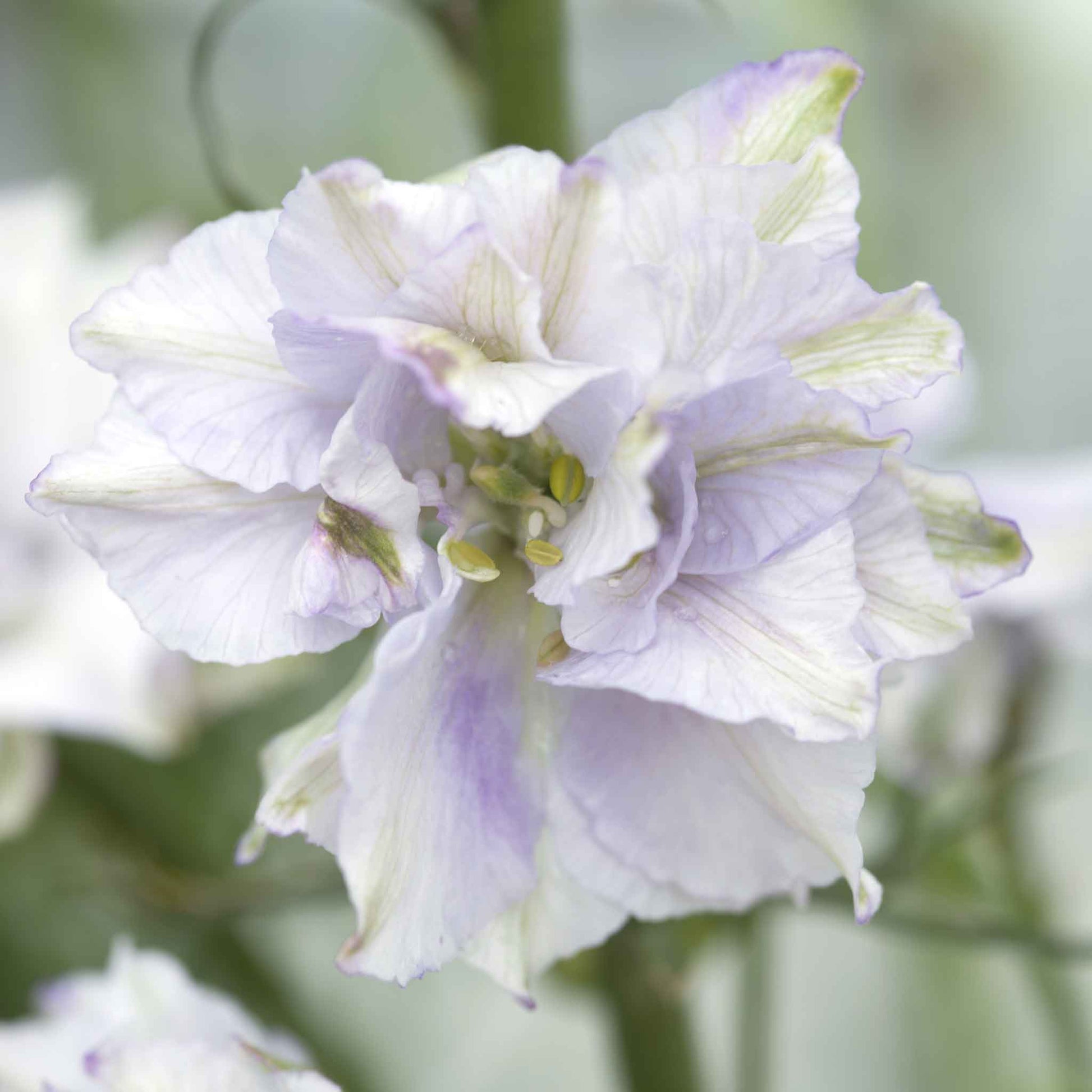 Light purple larkspur smokey eyes flower against a soft blurred background.