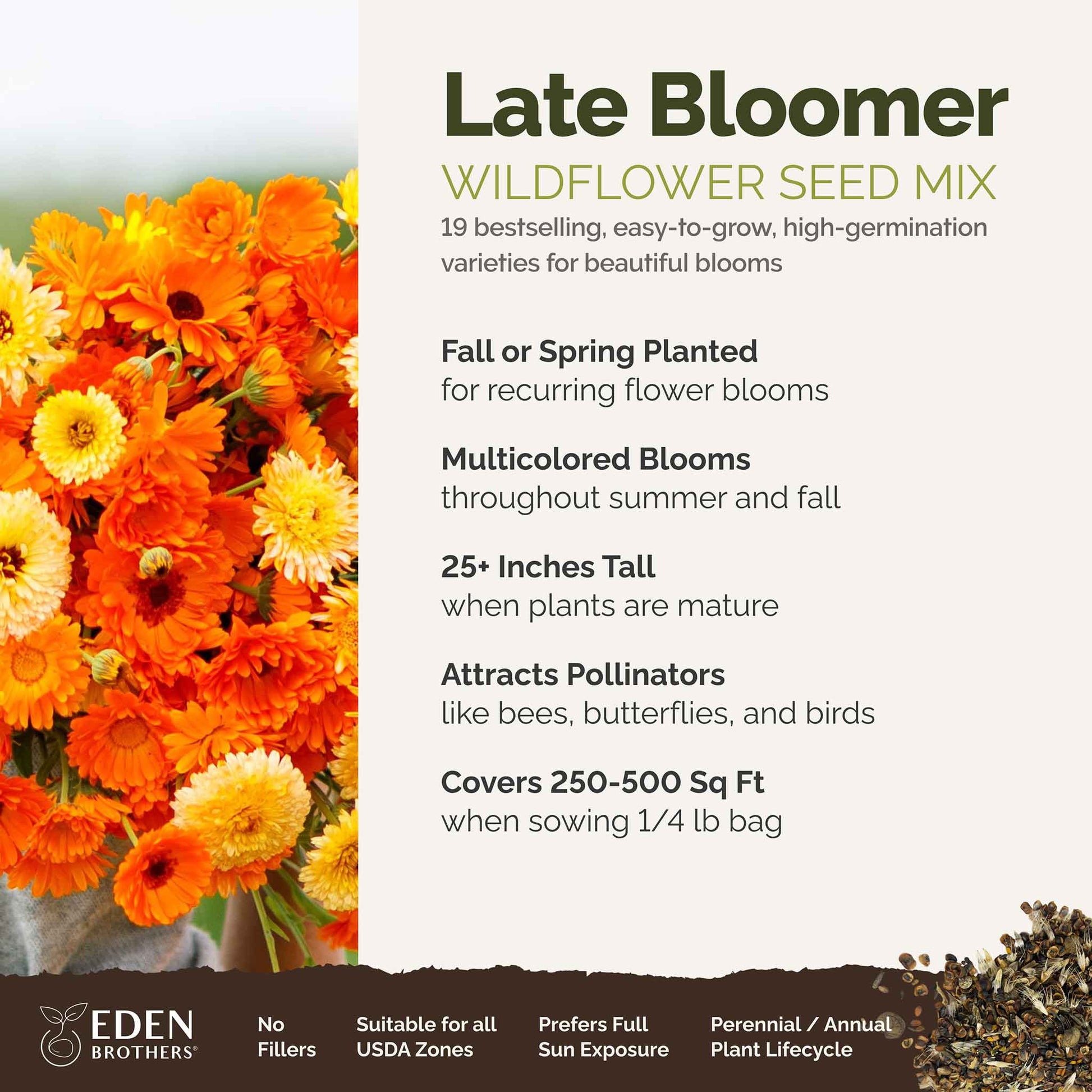 A visual overview of the wildflower seed mix, showcasing expected floral blooms.