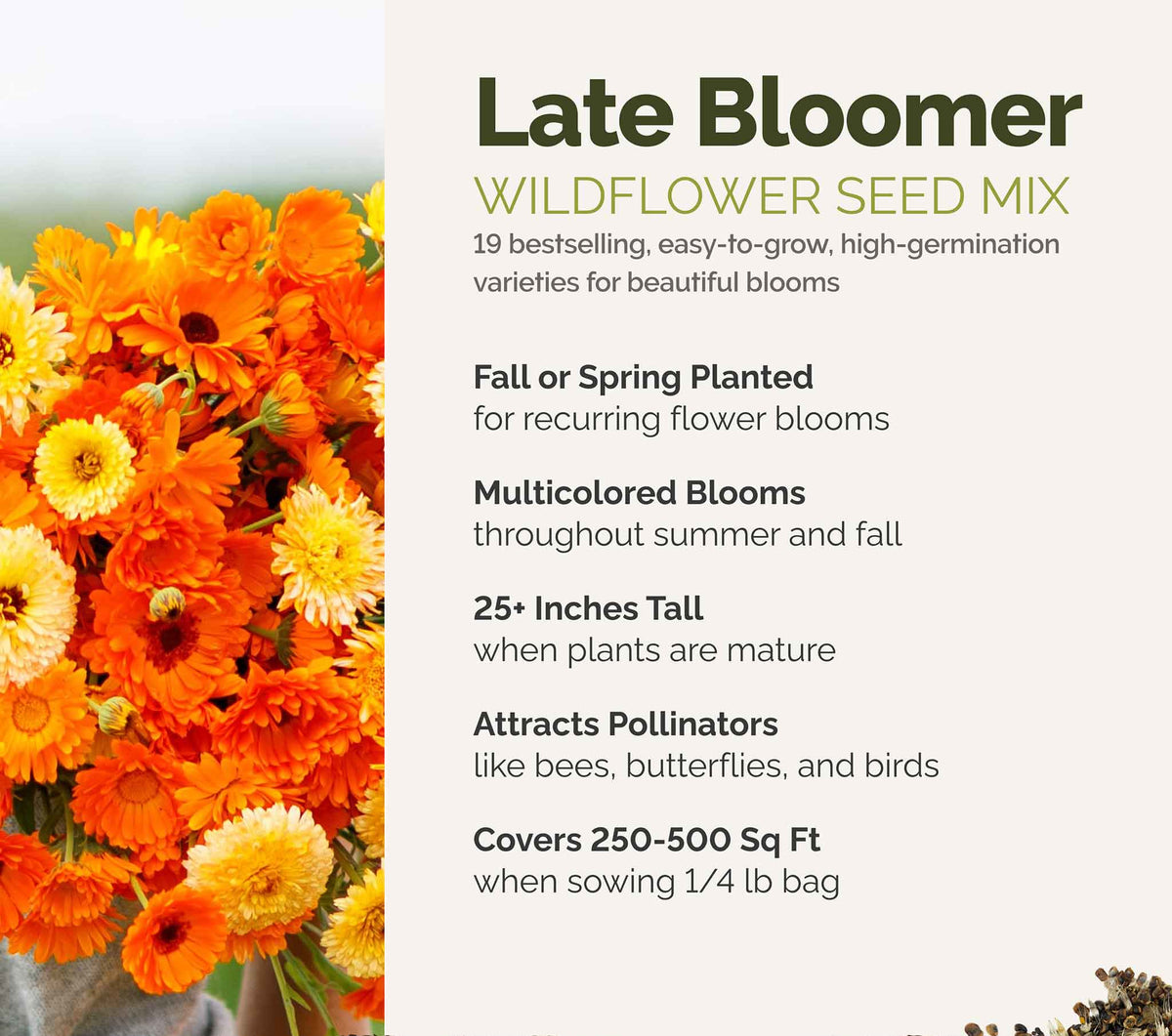 A visual overview of the wildflower seed mix, showcasing expected floral blooms.