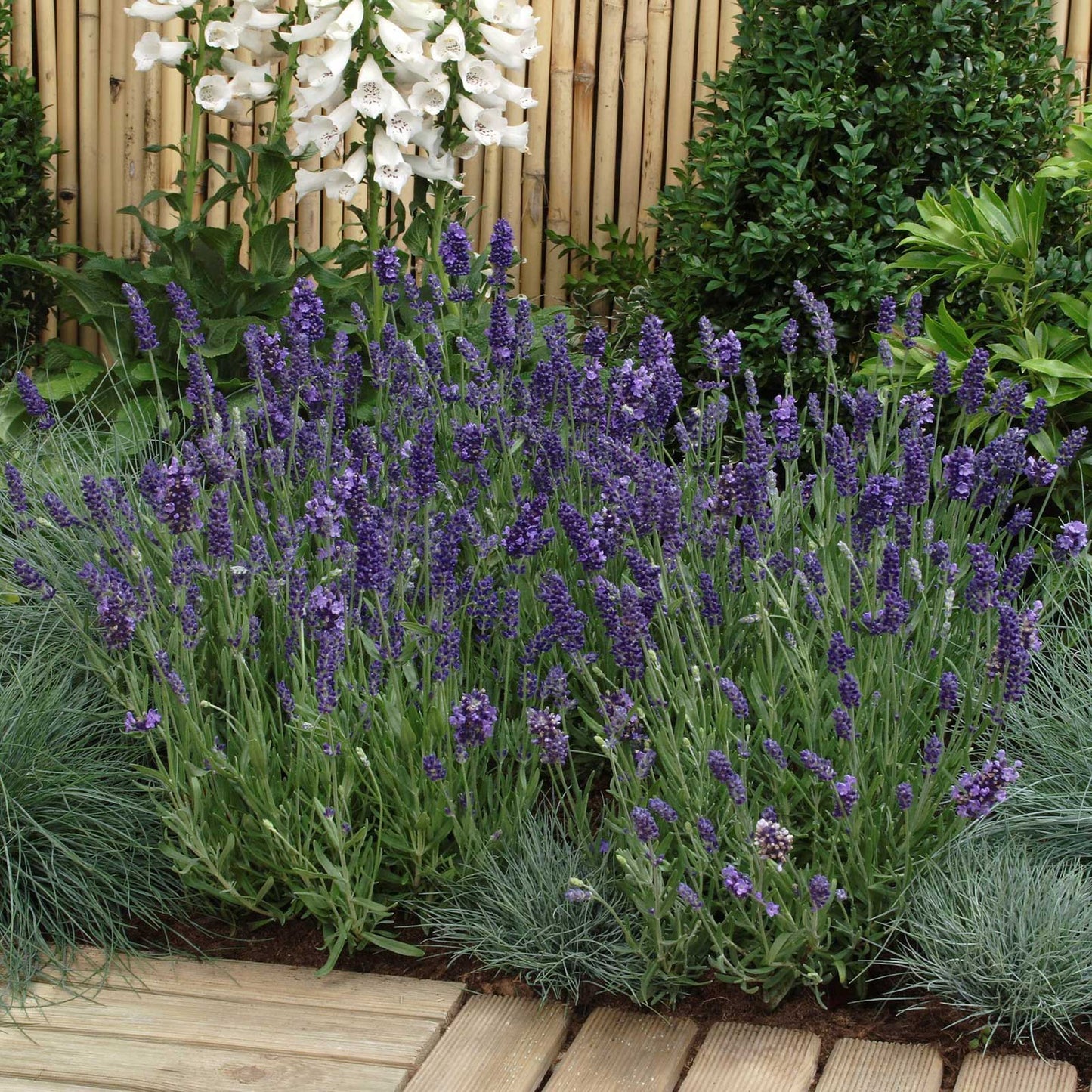 Ellagance Purple lavender flowers growing at the garden's edge.