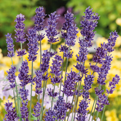 Ellagance Purple purple lavender flowers with green stems against a softly blurred background.