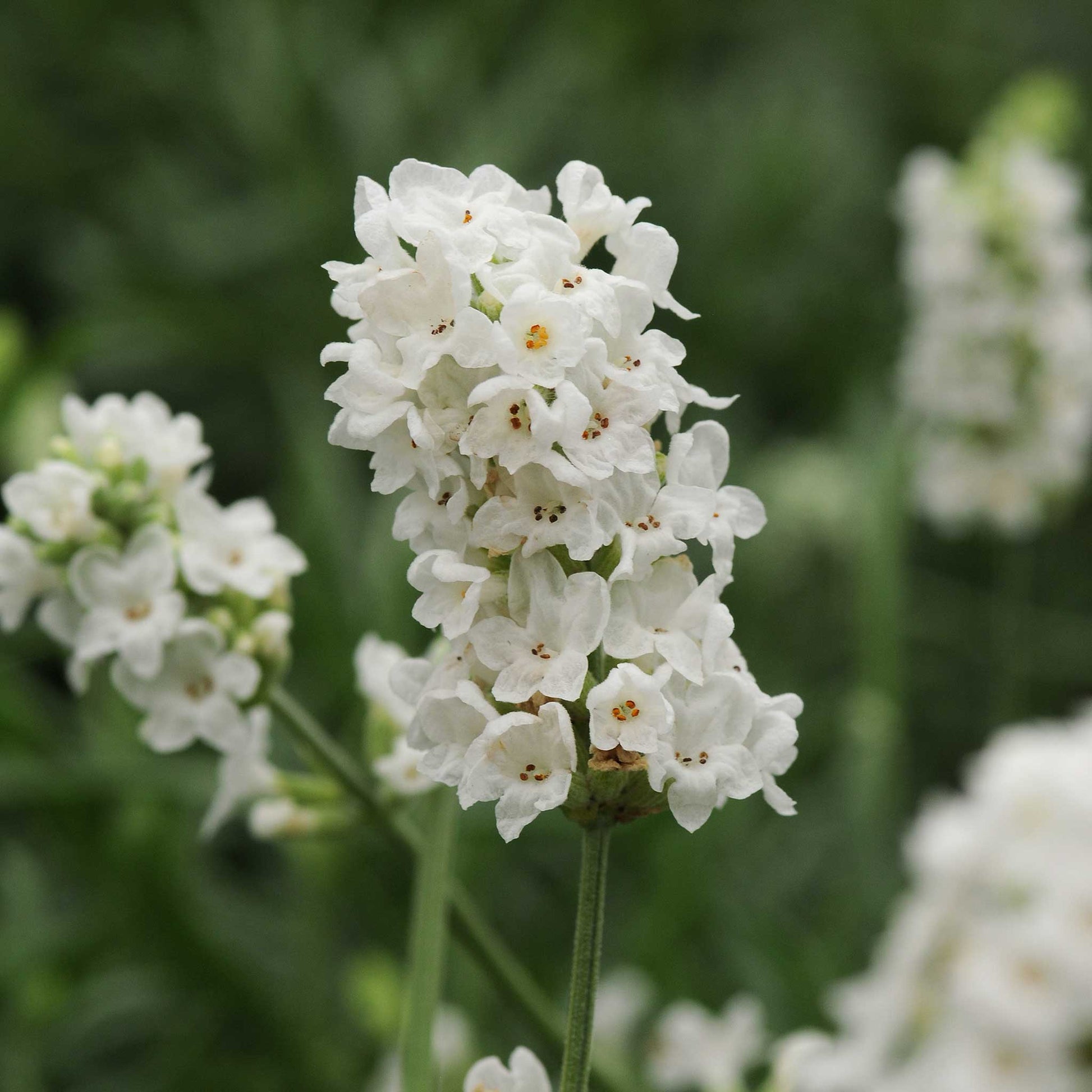 Ellagance Snow lavender blooms on a green stem, viewed head on.