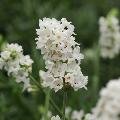 Ellagance Snow lavender blooms on a green stem, viewed head on.