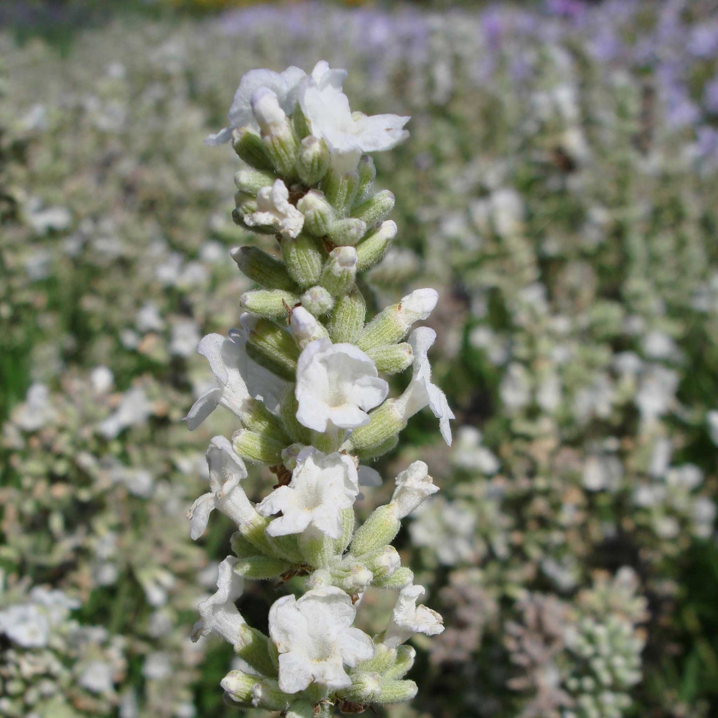 A close-up view of Ellagance Snow lavender flowers with green stems against a blurred background.